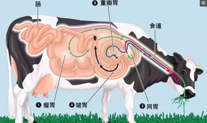 草为何没因进化变得非常难吃? 11 v2 493d1804f4d2bd5c9dcb693eb8a26706 720w