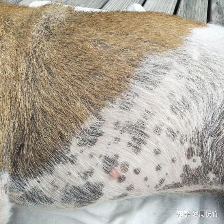 狗狗粉瘤照片图片