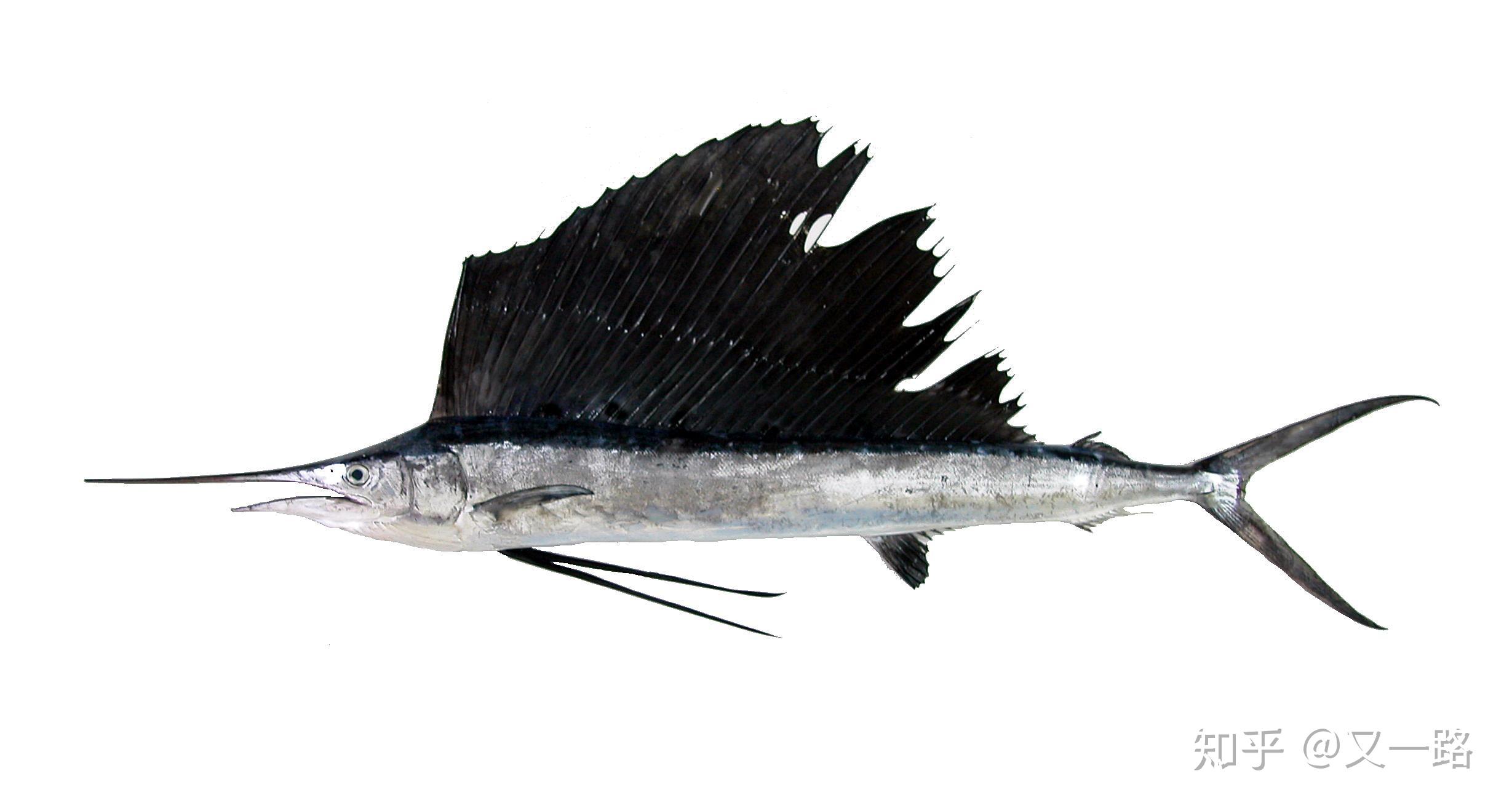 额头有花纹,身上无.兔狲.幽鴳:状如禺而文身,善笑,见人则卧,其鸣自呼.