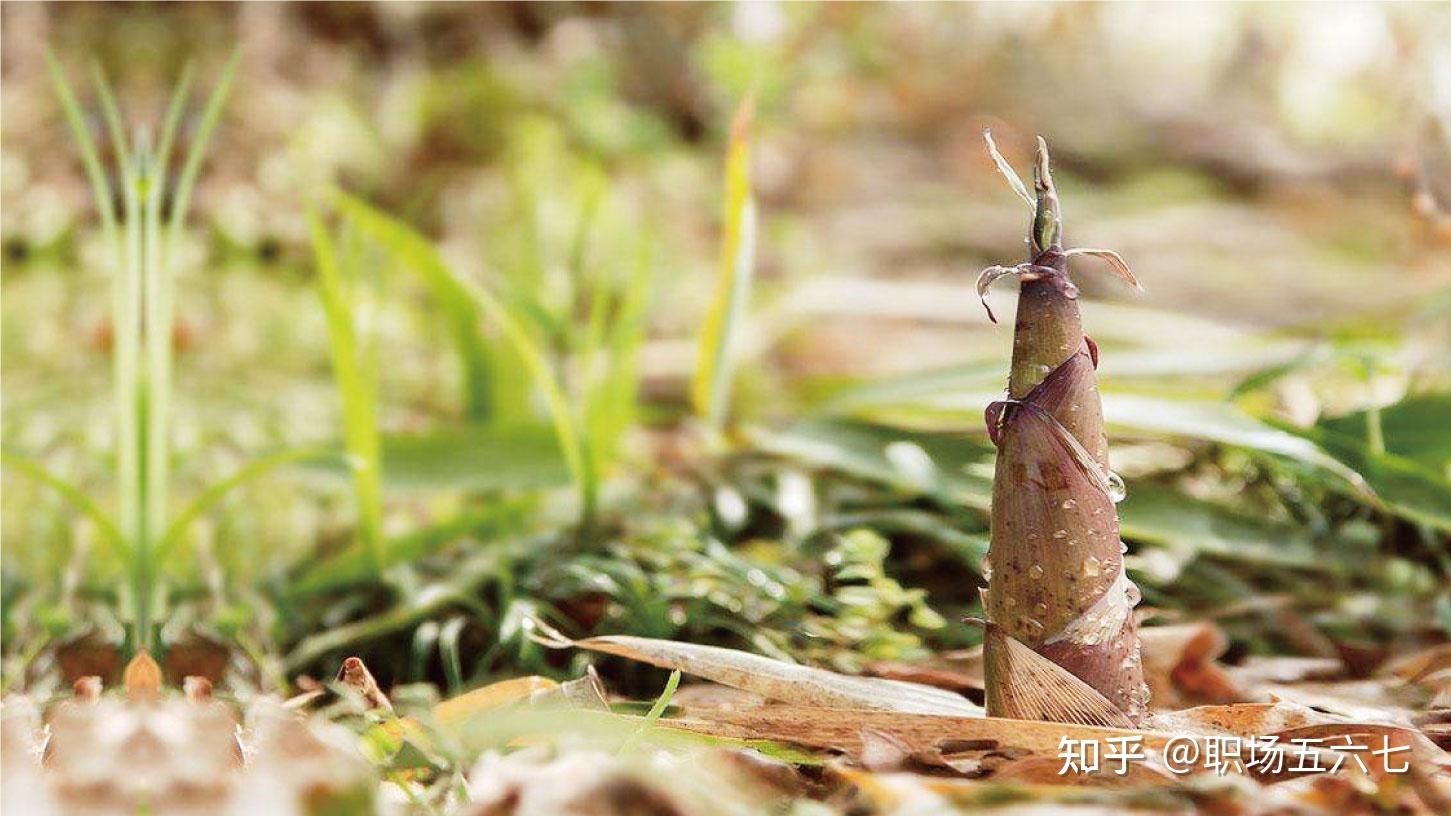 这是植物的厚积薄发蝉