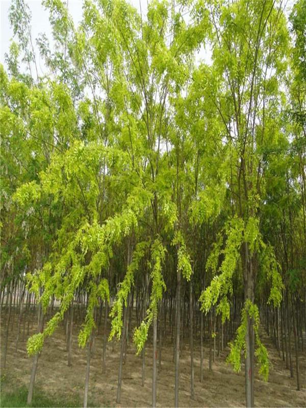 枝條青翠鮮嫩,幼小的枝條上面帶有細小的柔毛,刺槐樹一般在每年的4月