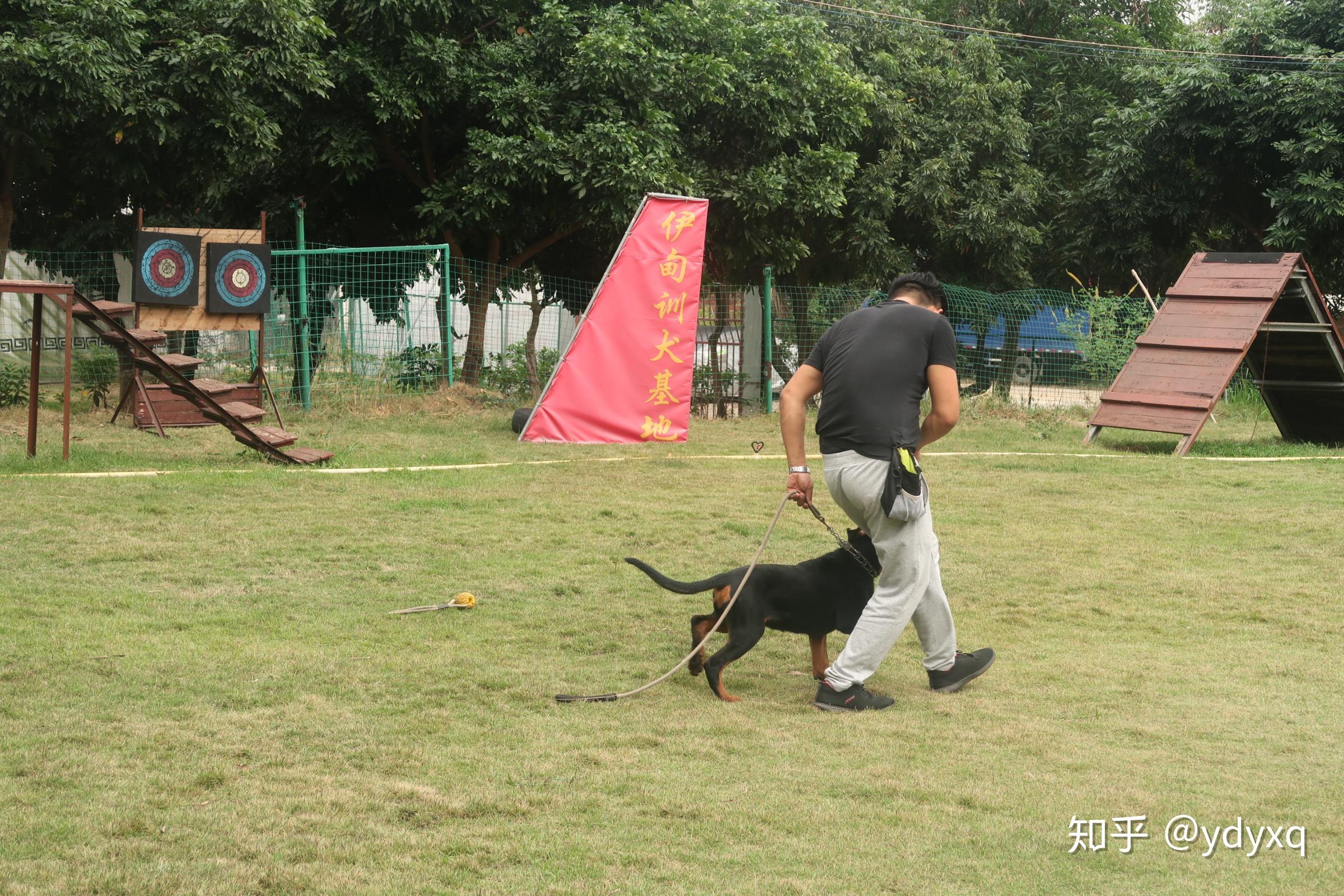 中山伊甸园训犬基地搜救犬的一天