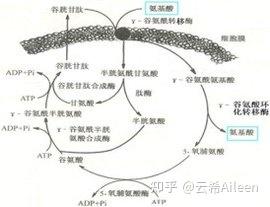 谷胱甘肽（glutathione GSH）抗氧化美白- 知乎
