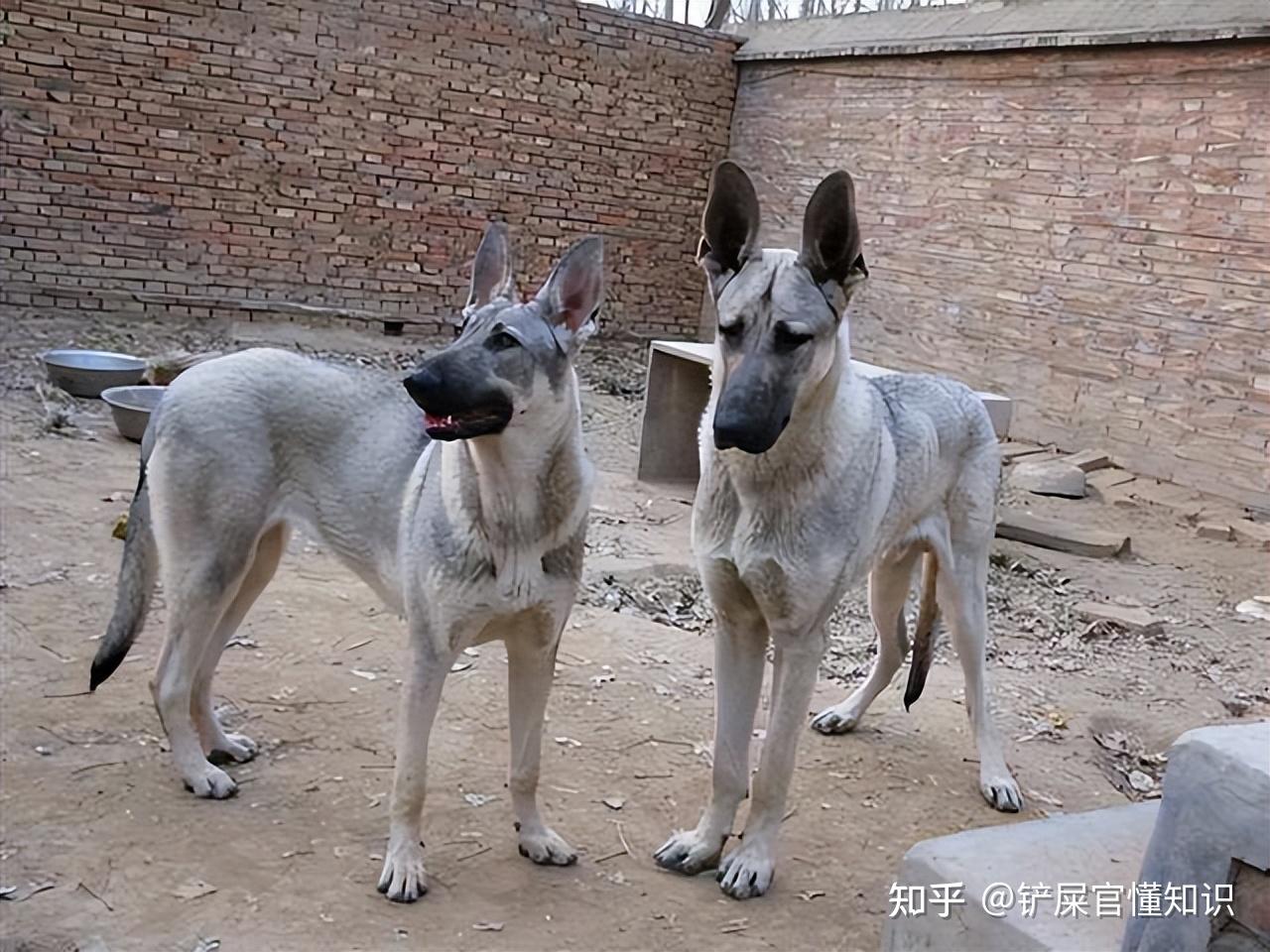 为什么那么完美的“狼青犬”没什么人养?这几点很现实! - 知乎