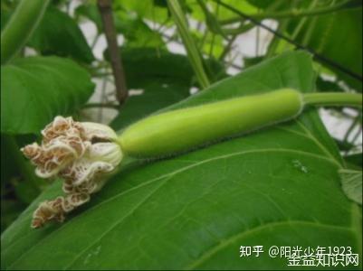 夜开花的功效与作用 - 知乎