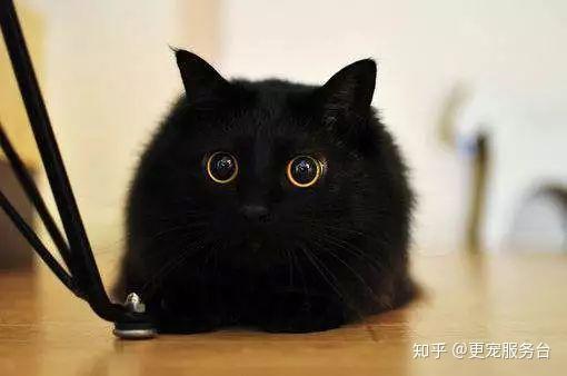 黑知识丨玄猫，辟邪之物；宜置于南，子孙皆宜 - 知乎