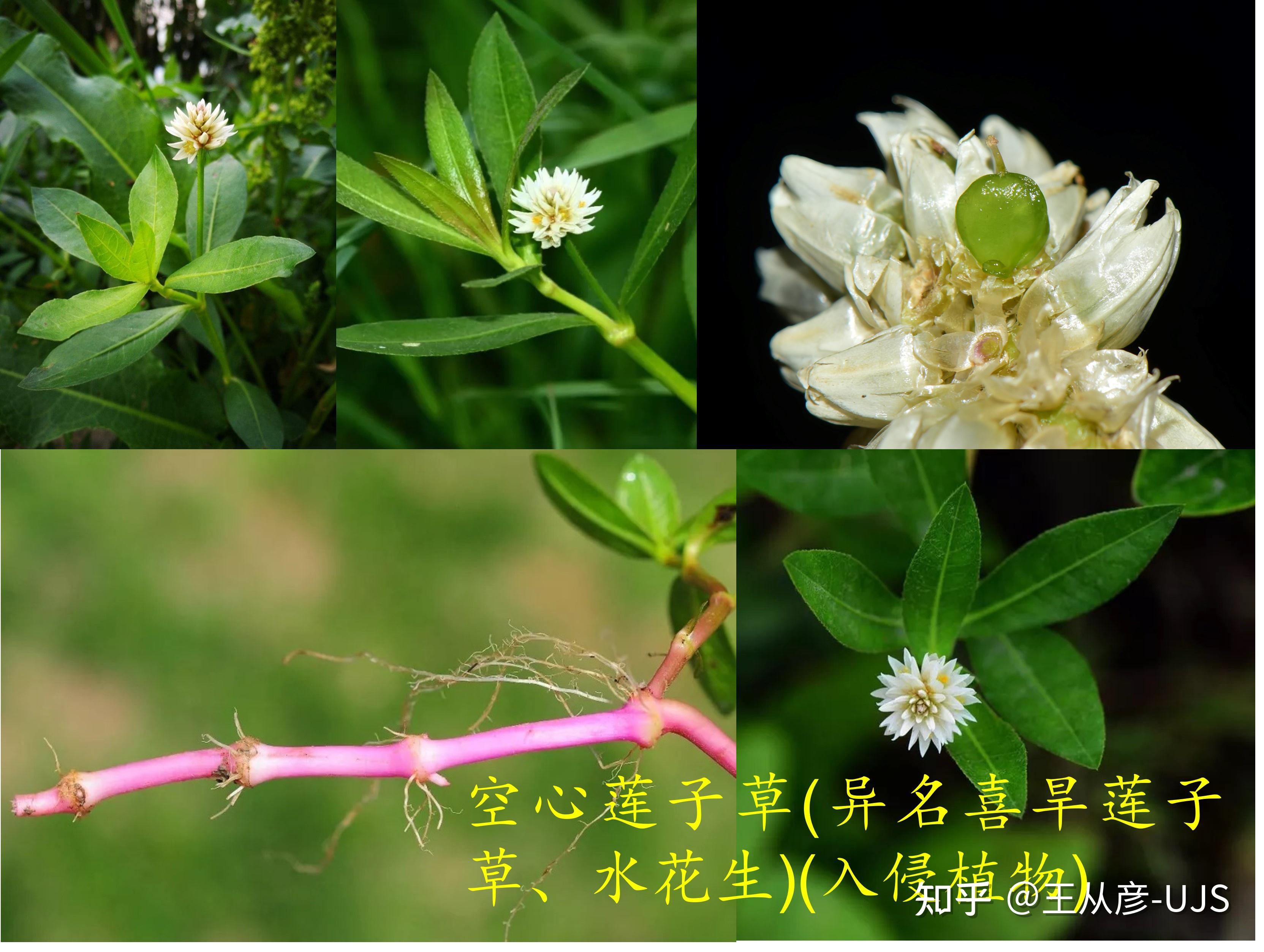 风吹无声花落去 漫漫天涯意——入侵植物喜旱莲子草/空心莲子草/水花生 - 知乎