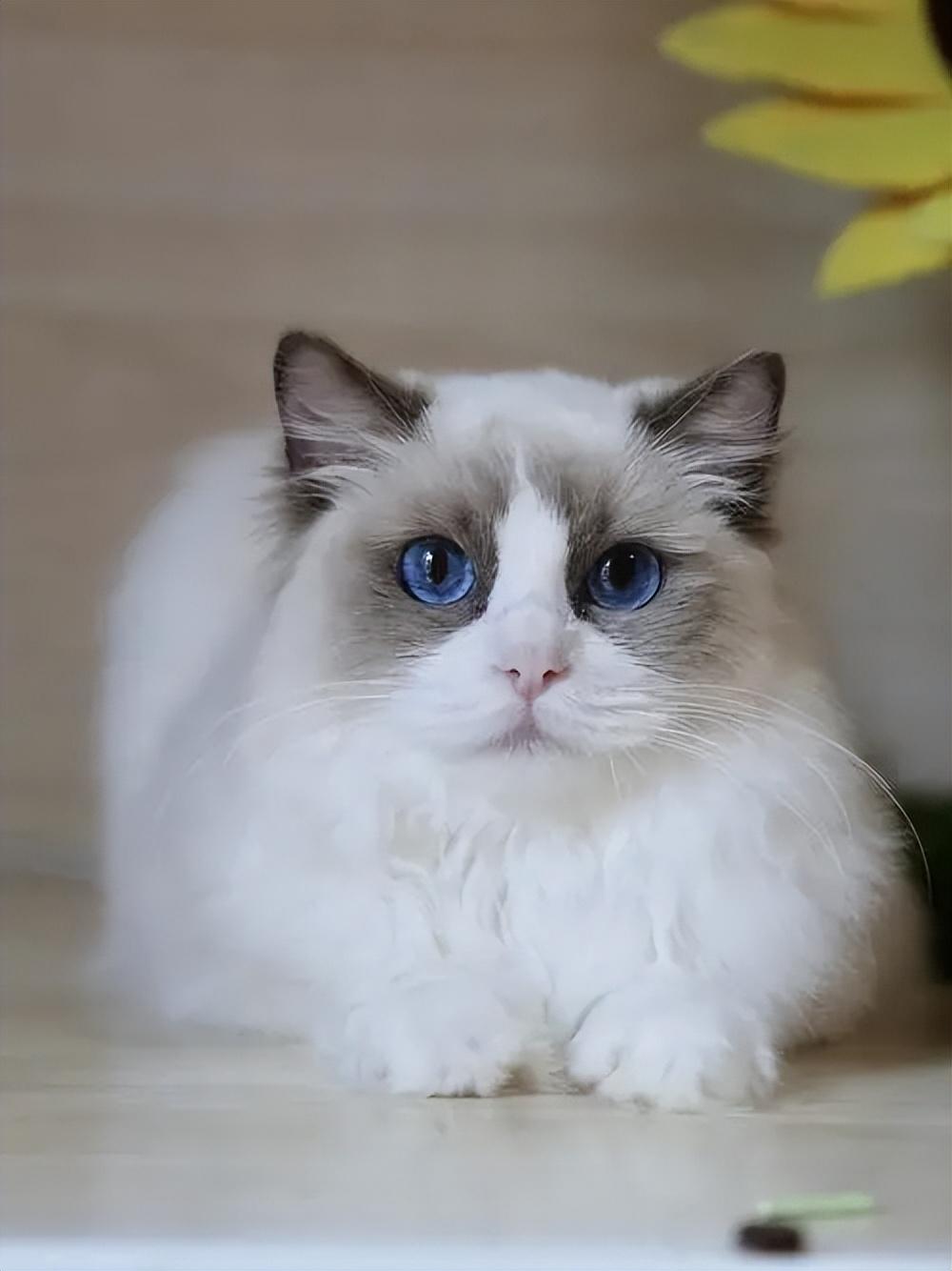 尾巴等重点色部位颜色最深与所有布偶猫一样蓝双布偶猫由蓝白两种颜色
