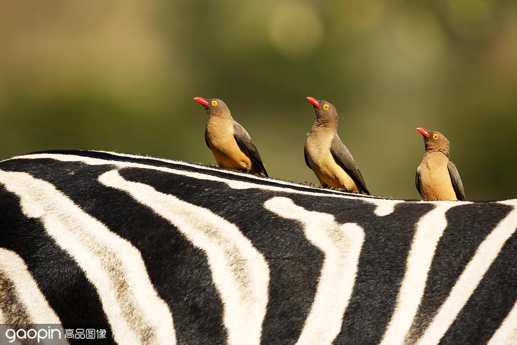 可爱小动物排队过斑马线你被萌到了吗