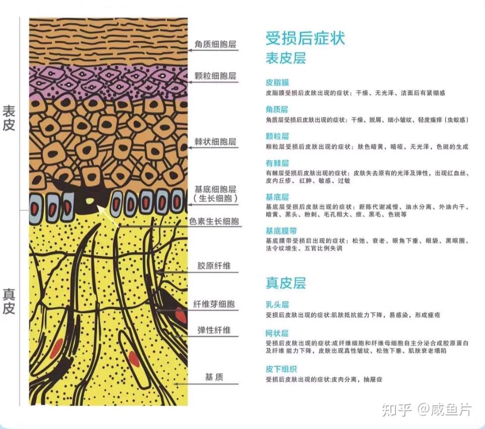 想要皮膚好好從瞭解皮膚開始