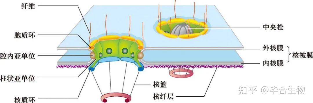 核膜核孔的结构