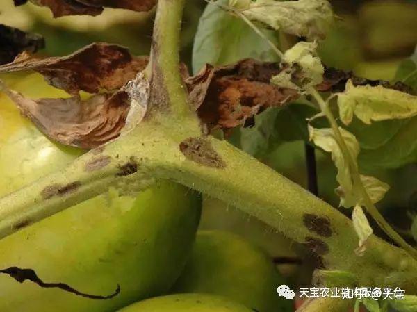 西红柿秆黑了啥问题