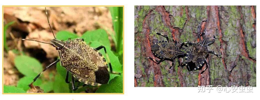 臭大姐麻皮蝽