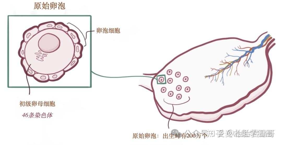 超详细的卵泡发育过程插画!学习生殖必须要知道的基础 - 知乎