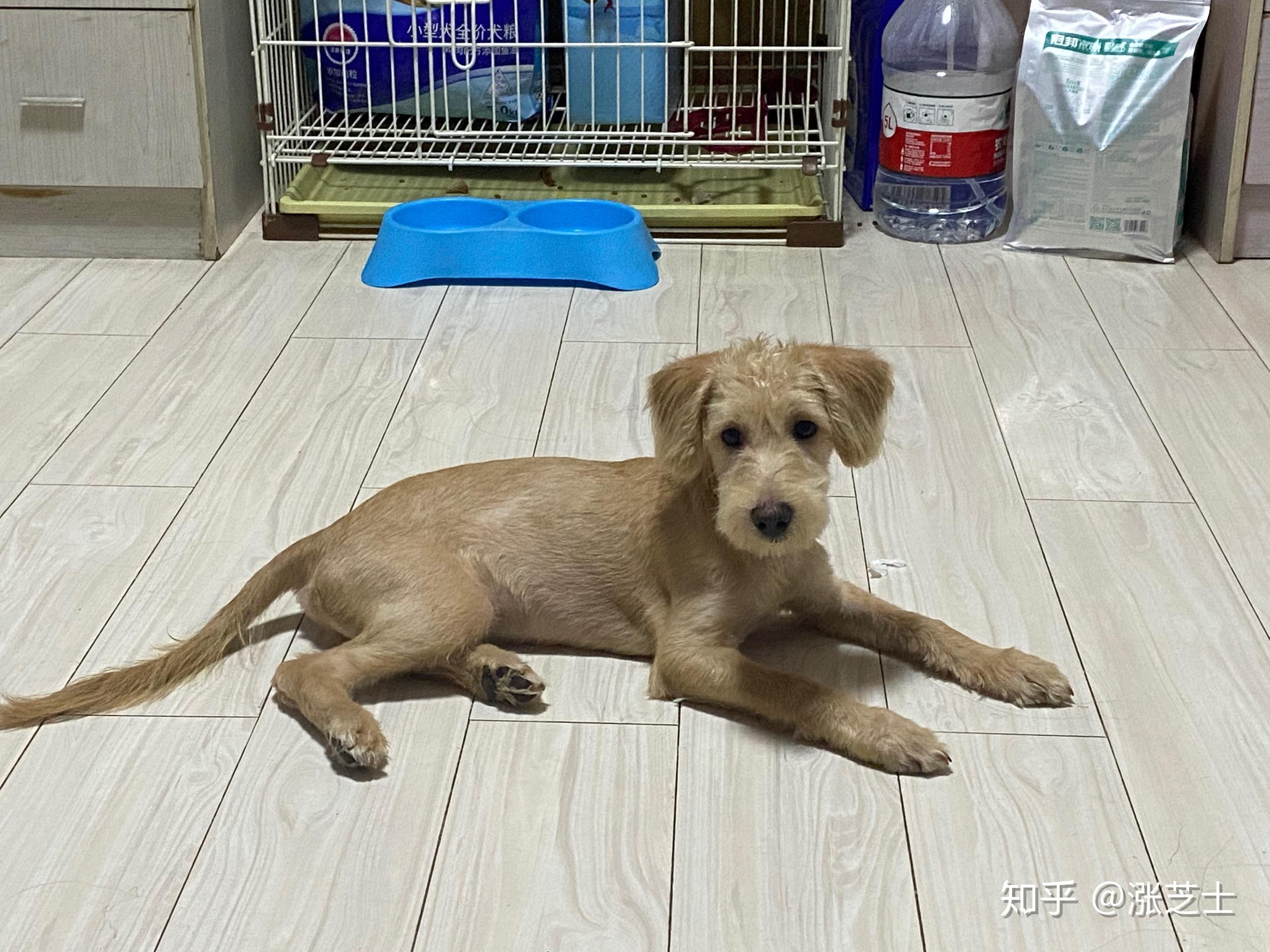 买了一只金毛和泰迪的串很可爱但是不知道长大会成什么样呢大家身边有