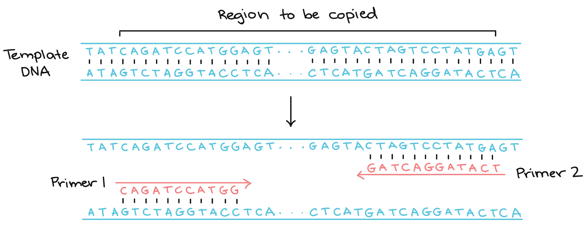 分子生物学实验中有常用的软件大合集 知乎
