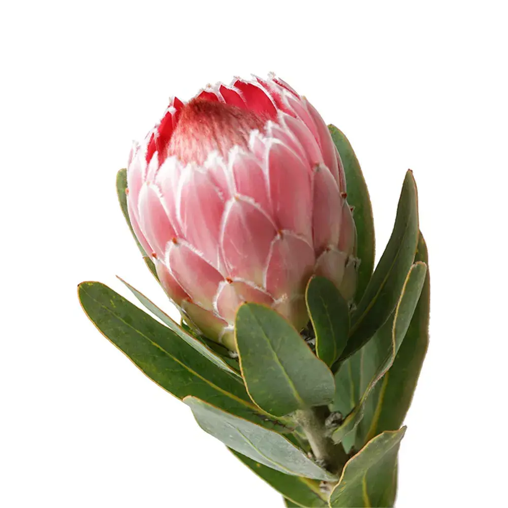 南非花材:帝王家族里的帝王,王后,公主,你分得清吗? - 知乎