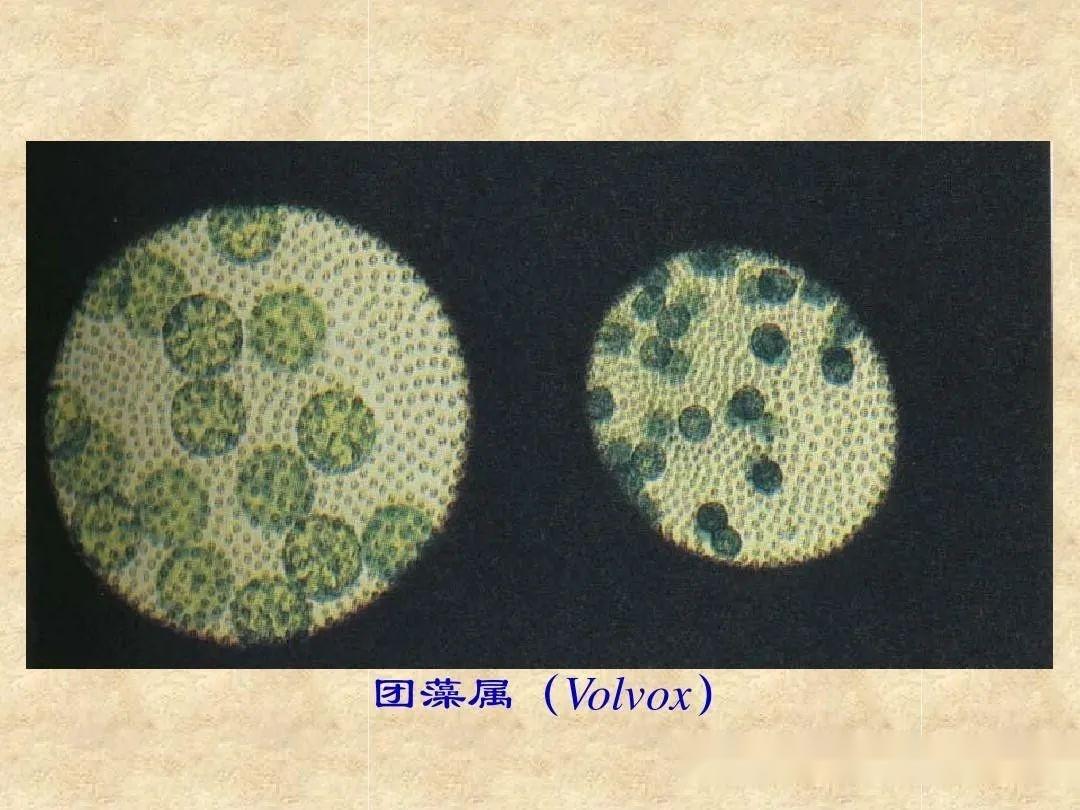 团藻目—团藻科