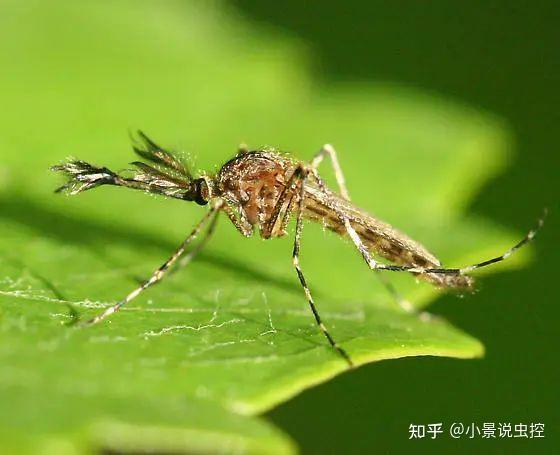 公蚊子我要为自己伸冤