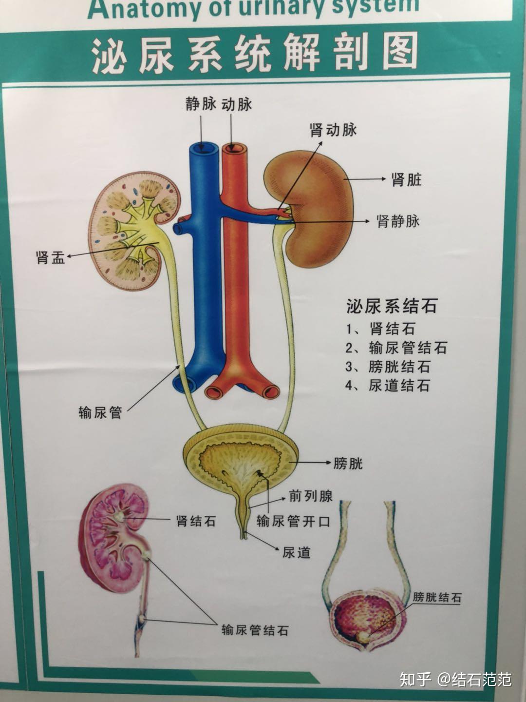 肾脏图片 解剖图真实图片