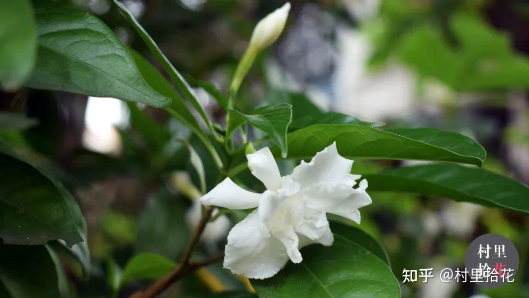 「狗牙花」狗牙貌似没那么晶莹洁白吧？ - 知乎