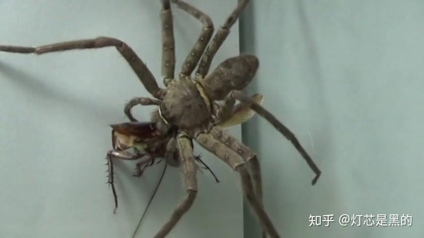 恐蛛症怎么解决?