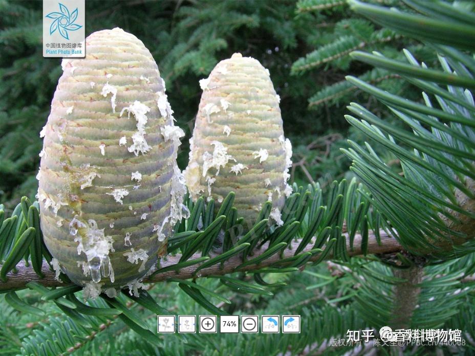 中国发现的最高树,谈谈冷杉 - 知乎