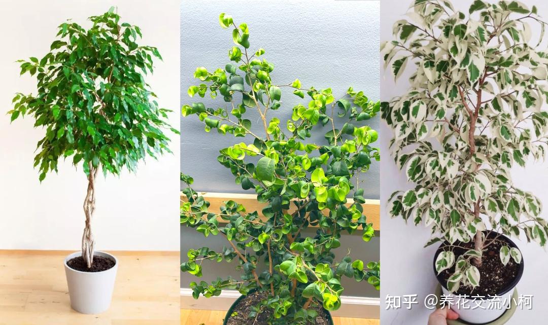 没想到垂叶榕里有卷叶榕、星光垂榕这样迷人的品种 - 知乎