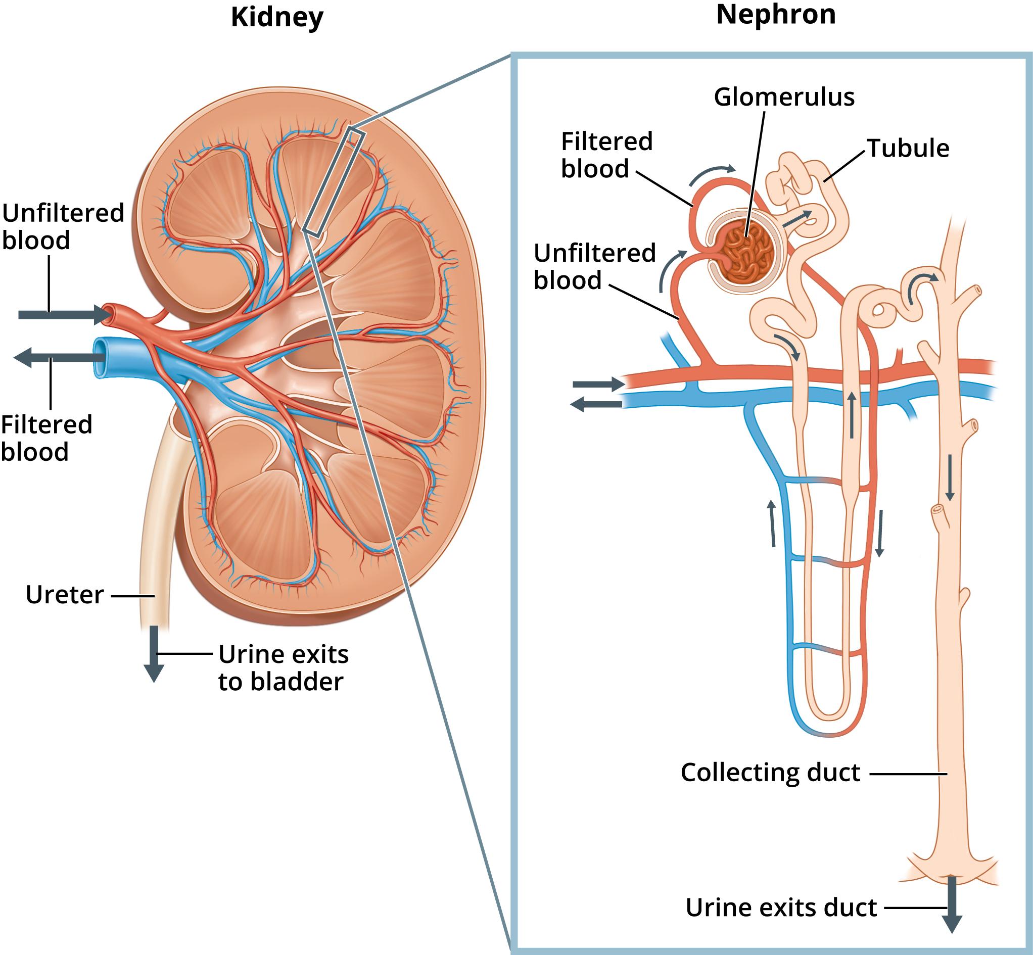 肾脏内部结构图图片
