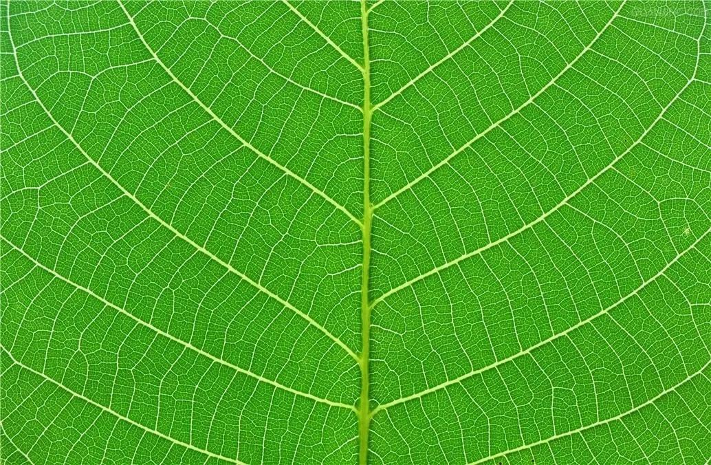 新生事物起源于侧枝盲端