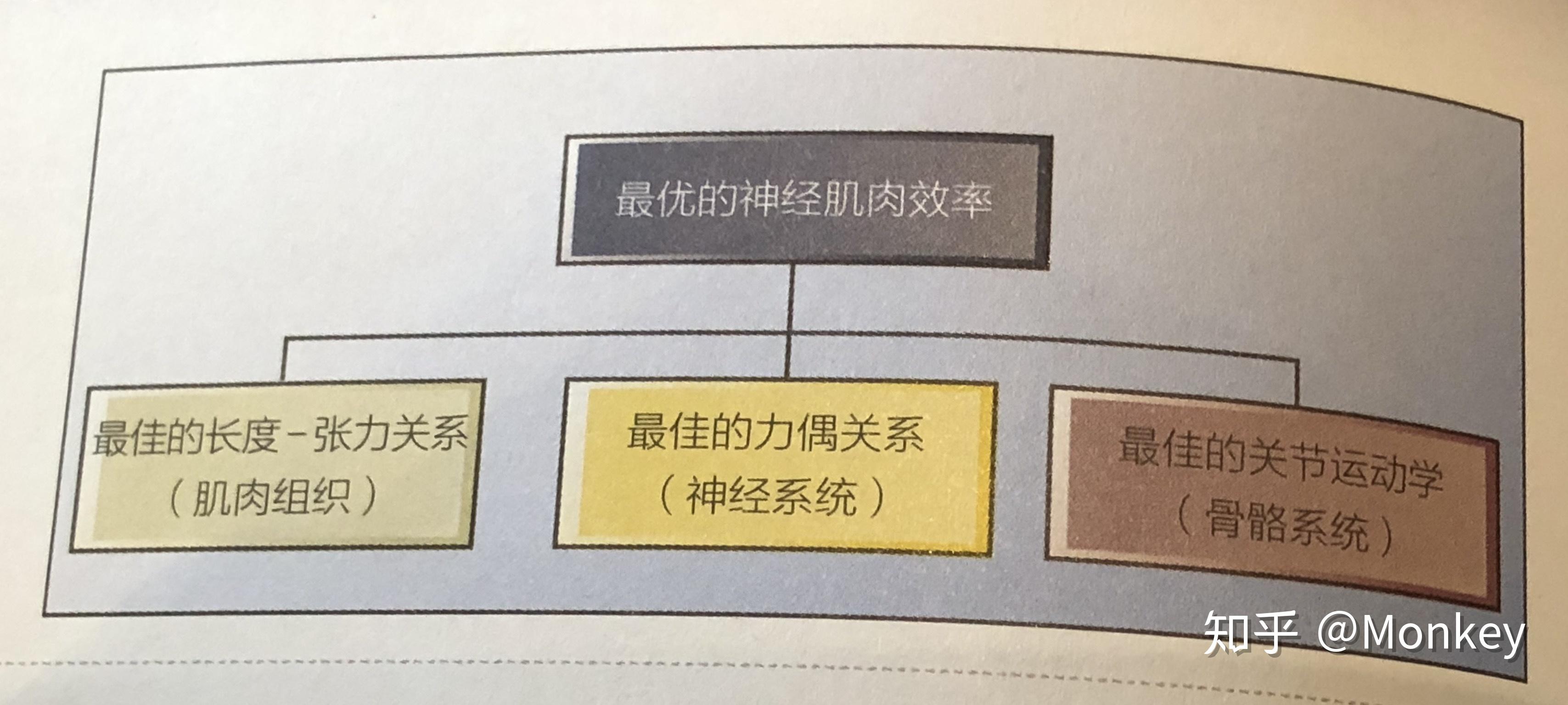(关节系统,神经肌肉系统,筋膜系统)人体动作系统神经肌肉效率:神经