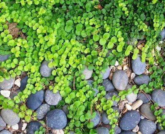 12种比草坪还美的庭院铺地植物