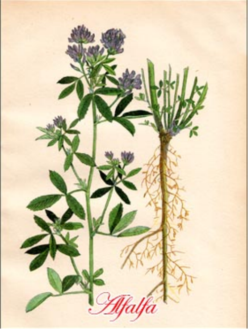 紫花苜蓿拥有能喝到地下水的超能力