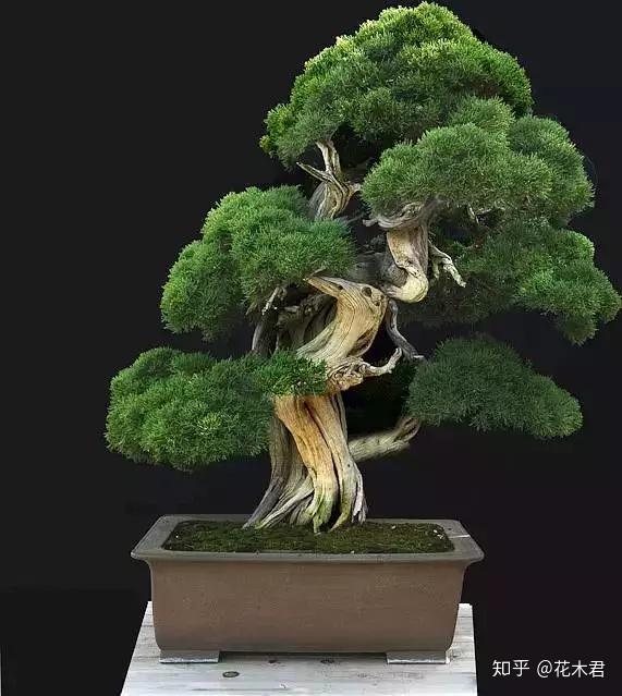 盆景树桩的孔洞处理手法和鉴赏