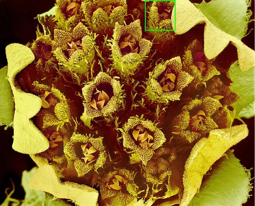 惊美显微镜下的植物世界