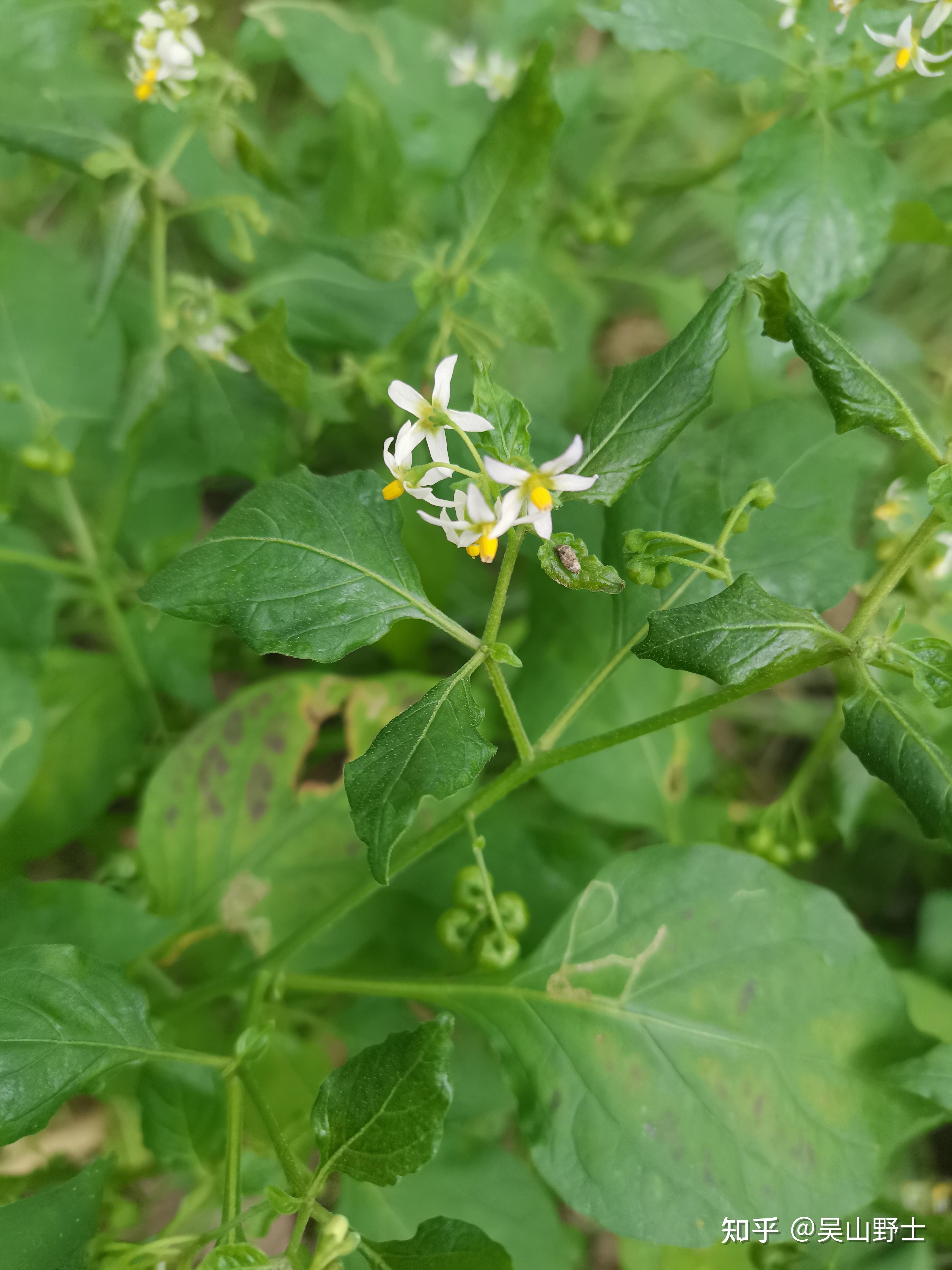 天救儿草,黑天棵,野茄子,野辣子,黑姑娘,龙眼草,山辣椒,耳坠菜,七粒扣
