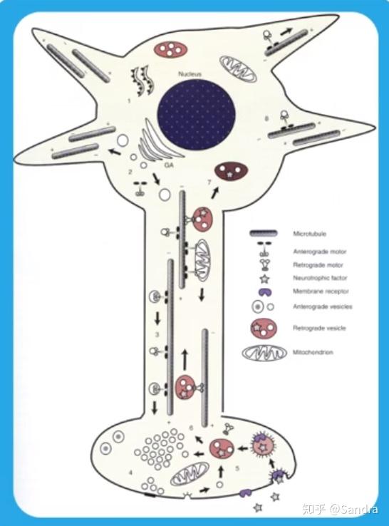 触发区域(轴丘 axon hillock 轴丘起始区是动作电位产生的区域),传导