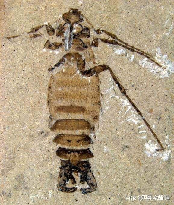 和其他寄生性昆虫一样,跳蚤难以保存为化石.