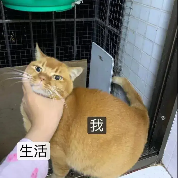 猫咪沙雕表情包 魔性图片