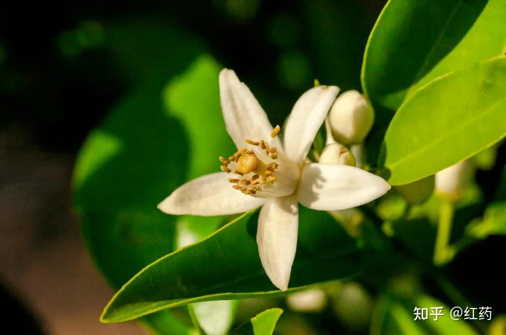 芳香植物科普 | 橙花 - 知乎