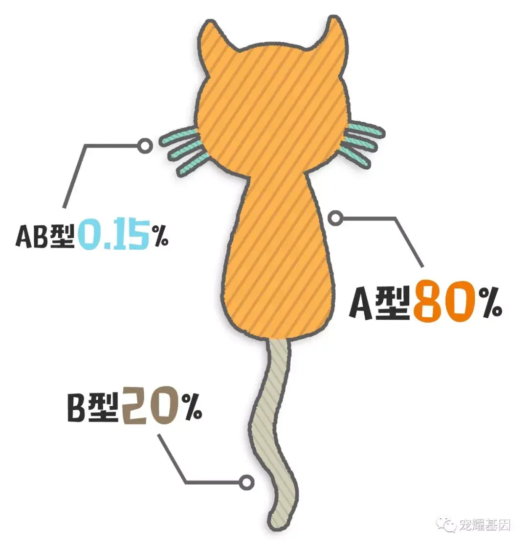 B型血的小母猫可不能找老公!|不可触碰的猫血型 - 知乎