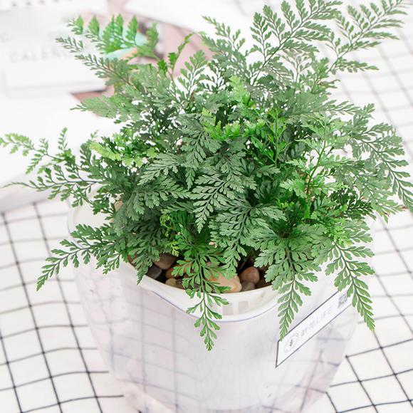 有哪些好养的绿植推荐 v2-4a1729ff0f70bbfb63c57a498762e45b_r.jpg