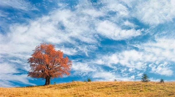 介绍一种你熟悉的科技40字 (介绍一种你熟悉的事物)