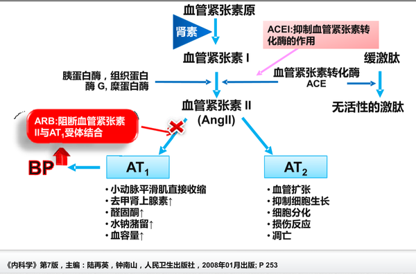 123联而系之发现缓激肽与血管紧张素的联系