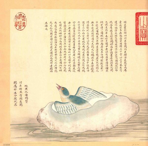 故宫博物院藏《清宫海错图·册三·羽类和介类》:古画与实物对照图 - 知乎