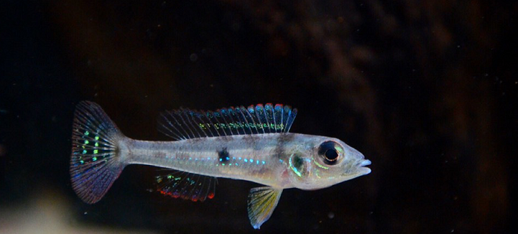 小型观赏鱼绿宝石短鲷