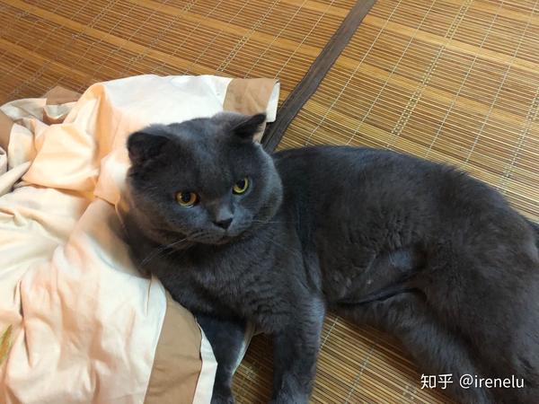 公猫英短膀胱炎尿闭治疗2个月后 最终尿道改造 知乎