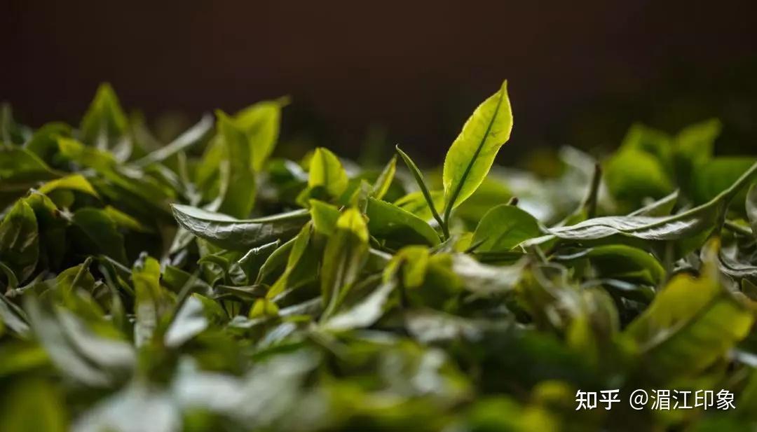 中國茶品種與產地介紹勸君收藏備用