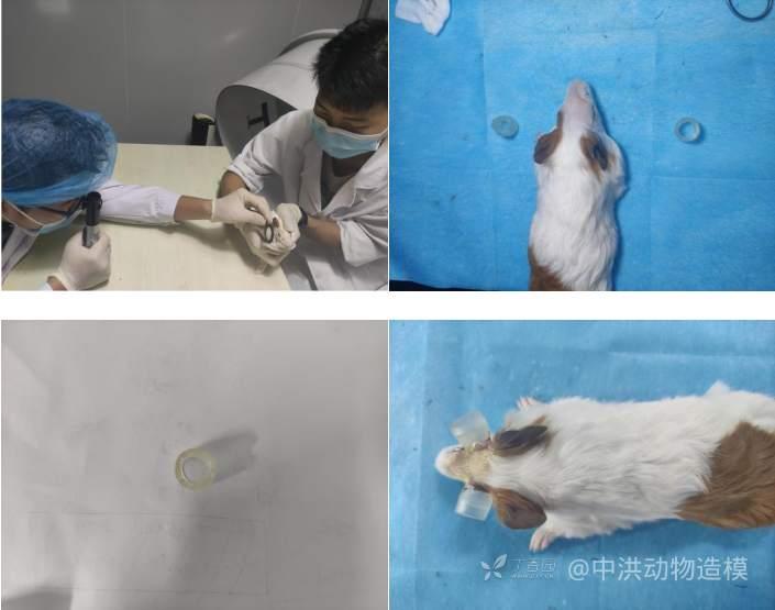 1戊巴比妥麻醉后的实验大鼠右眼眼周的毛发用剃毛刀剃干净,以碘伏常规