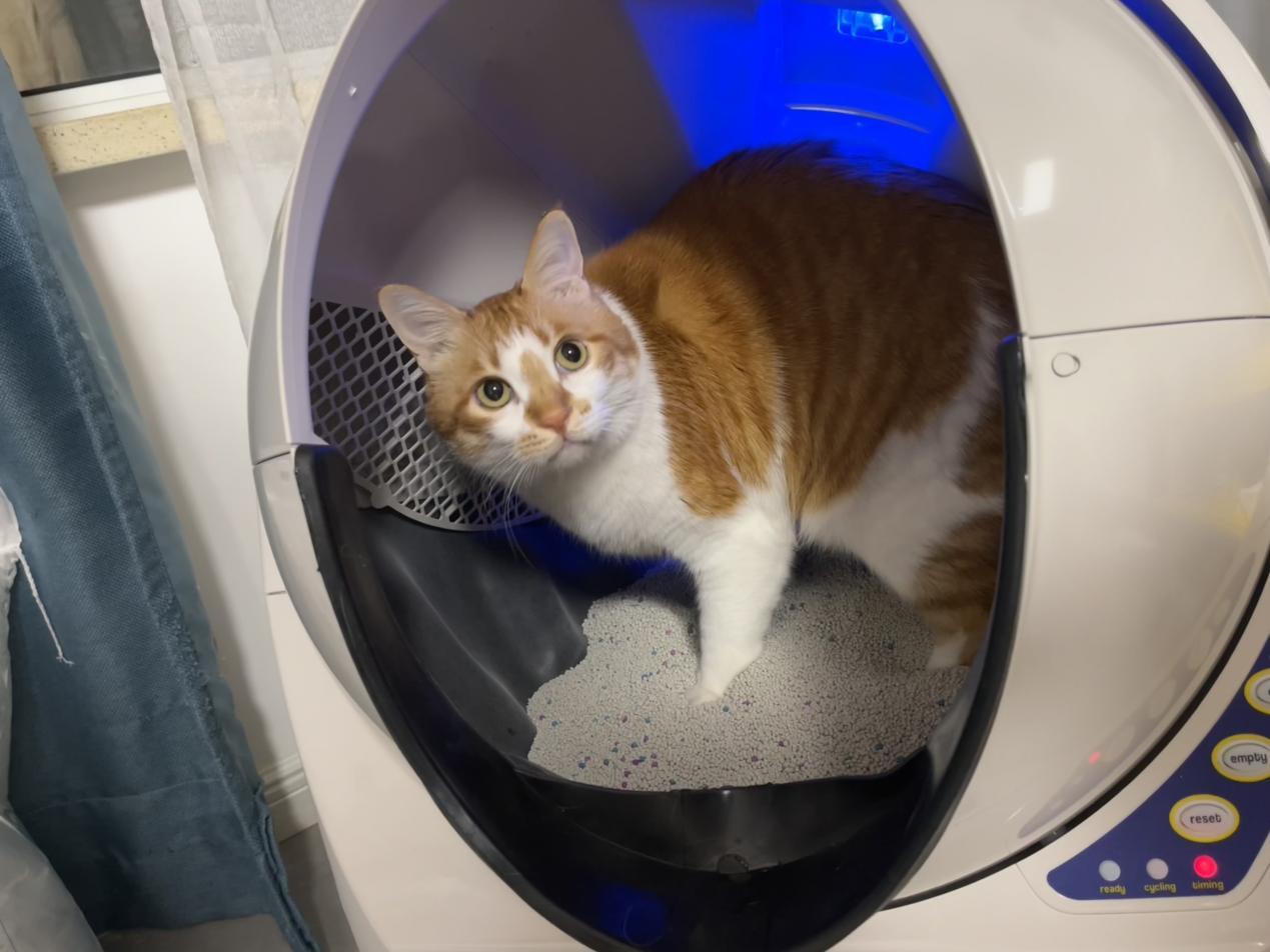 超级大litterrobot全自动猫砂盆测评